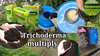 Trichoderma multiply  trichoderma bio fungicide [upl. by Ahsha]