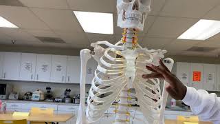 EKG Chest Leads Placement  How to correctly place Leads V1  V6  How to perform an EKG [upl. by Asinla]