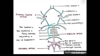 Blood Supply Of Brain Neuroanatomy University Exam Quick Revision [upl. by Ahsar]