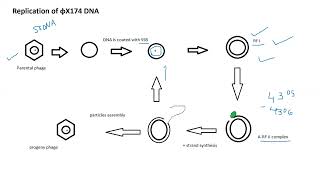 Lecture 6 Phage φX174 [upl. by Edieh]