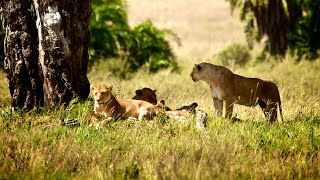 Safari in Tanzania amp beach holiday on Zanzibar [upl. by Napier220]