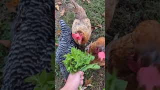 Fall means chickweed and curly dock chicken backyardchickens friendsnotfood [upl. by Orvah]