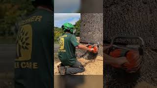 Chopping a THICK blue cedar treeremoval [upl. by Betthezel883]