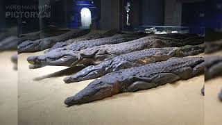 Over 300 mummified crocodiles were found at the temple of Kom Ombo in Egypt [upl. by Wennerholn823]