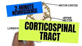 2Minute Neuroscience Corticospinal Tract [upl. by Gascony986]