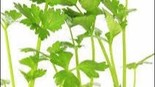 how to grow corianderdhaniyaat homegarden plants nature gardening gardenflowers [upl. by Roldan]