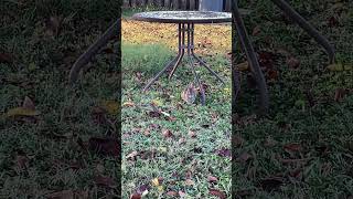 Eastern Cottontail In Alabama wildlife easterncottontail natureaudio [upl. by Adlog]