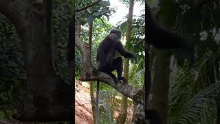 ඒක දේශික කළු වදුරා  Sri lankan kalu wadura  Purple faced leaf monkey [upl. by Constantin457]