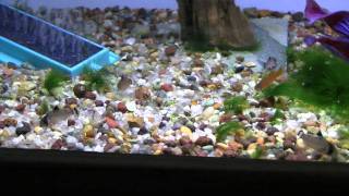 Corydoras Oiapoquensis  Trilby Tropicals [upl. by Chelsae991]