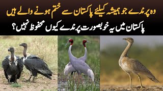 5 Endangered Species of Birds in Pakistan  Wildlife Documentary in Urdu  Hindi [upl. by Kamillah974]