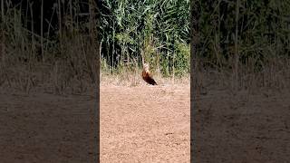 Курганник охлаждается  Buteo rufinus wildlife birdwatching animalbehavior [upl. by Rehteh]