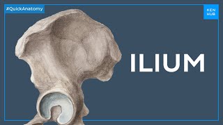 Anatomy of the ilium  Quick Anatomy  Kenhub [upl. by Kneeland]