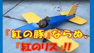 【爆笑】”紅の豚”ならぬ”紅のリス”が飛行機を操縦する面白映像 【ゴシップ倶楽部】 [upl. by Celinda]