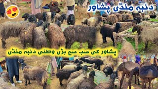 Dumba Mandi Peshawar Watani Dumba Prices Updates 2024  Waziri Sheeps  Izhar Ali Shah Vlogs [upl. by Otreblif]