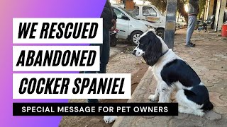 We Rescued A Cocker Spaniel  Dogs Rescue Video  Help Dogs [upl. by Shea]