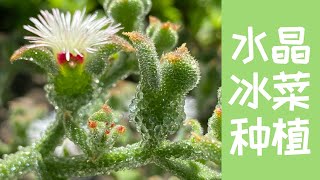 【“贵族”冰菜种植】貌美营养价高好种的水晶冰菜钻石冰花，值得一试｜“贵族菜”咱普通人种来吃｜冰菜的一生｜Planting Mesembryanthemum crystallinum iceplant [upl. by Grodin314]