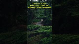 Story of Ceylon Tea 🌱😍 The Land of Tea🇱🇰 Tea lovers [upl. by Relyc]