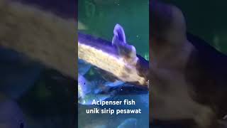 ACIPENSER fish unik MIRIP PESAWAT TEMPUR ikan aquarium [upl. by Lletram]