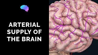 Blood Supply to the Brain 3D Anatomy Tutorial  UKMLA  CPSA [upl. by Fitts]