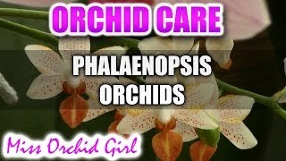 How to care for Phalaenopsis Orchids  Watering fertilizing reblooming [upl. by Ruscio821]