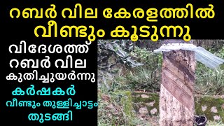 റബർ വില കൂടി  Rubber price increased  Manoj nediyackal rubber tapping [upl. by Teeniv]