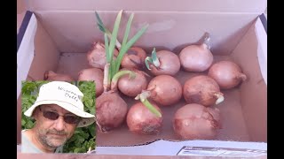 Regrow Onions From Another OnionNeed Proof  Vlog Part 1 of 5 [upl. by Anitak]