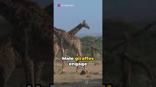 How Did The Giraffes Evolved giraffe shortsbeta [upl. by Walcoff]