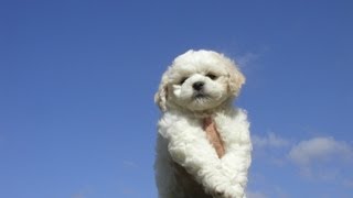 Bichon Frise Song amp Video [upl. by Obala627]