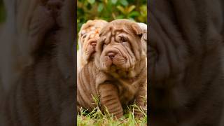 Top 5 Smelliest Dog Breeds [upl. by Pfeifer]