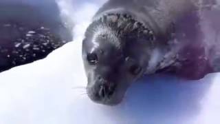 Funny Seal Subtitle [upl. by Orv933]