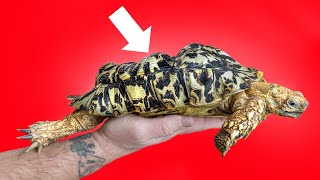 Bubbles the SoftShelled Tortoise From Neglect to Rescue [upl. by Stasny67]