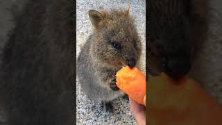 Quokka Rottnest Island [upl. by Kursh]