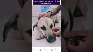 Cachorro Só Tinha Forças Para Abanar o Rabo Para Pedir Ajuda resgatedecachorro cachorro [upl. by Alyose]