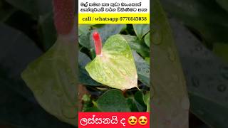 එයා තමයි එයා 💚😍 beautiful anthurium  anthurium wikinimata  ඇන්තූරියම් වගාව [upl. by Analah851]