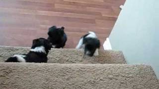 Havanese puppies 7 weeks go up and down stairs [upl. by Ahsuatan]