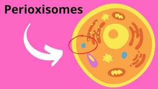 Peroxisomes Structure and Function [upl. by Litman]