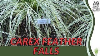 CAREX FEATHER FALLS Carex comans  Ornamental Sedge Beauty for Your Landscape [upl. by Ymma91]