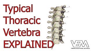 Typical Thoracic Vertebrae [upl. by Medrek835]