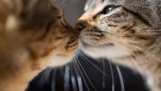 accouplement des chats [upl. by Lrub]