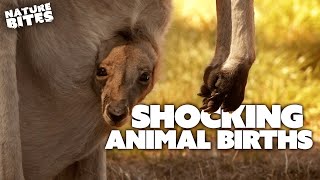 SHOCKING Animal Births  The Secret Life of the Zoo and More  Nature Bites [upl. by Nnasus412]