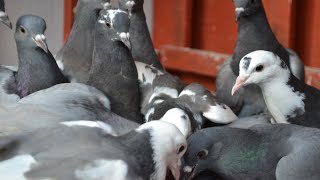 How to train Pigeons around yourself familiarise  Racing pigeons Tippler Pigeons  Fancy Pigeons [upl. by Don196]