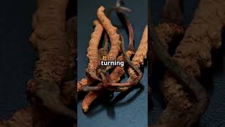 Cordyceps The Real Zombie Fungus facts scienceshorts [upl. by Irrej]