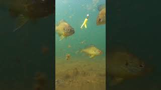 Underwater Fishing Footage Panfish Perch Bass capecod fishing gopro fish underwaterfootage [upl. by Ezri173]