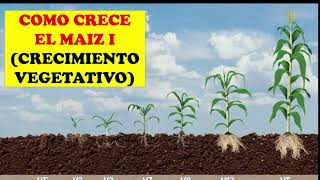 CULTIVO DE MAIZ 7 ETAPAS DE CRECIMIENTO VEGETATIVO  CULTIVO EXITOSO  AGRONOMIA [upl. by Anitreb]