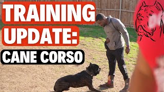 Cane Corso Training Update [upl. by Hsiwhem]