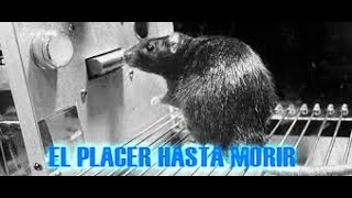 El experimento de las ratas hedonistas  las ratas que prefirieron el placer sobre la vida [upl. by Camroc]