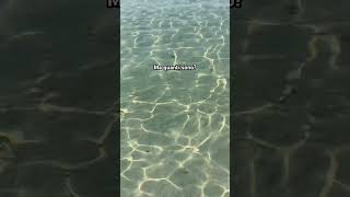 Una riunione di pesci puglia mare salento pesci sea trip vacanze vlog shorts spiaggia [upl. by Myriam]