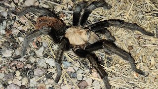 Desert Blonde Tarantula [upl. by Jessey]