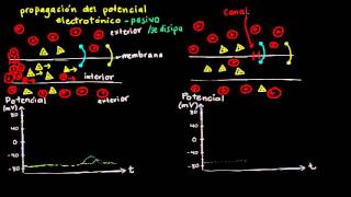 Potencial electrotónico y potencial de acción  Biología  Khan Academy en Español [upl. by Lovett910]