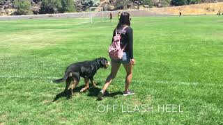 16Month Old Greater Swiss Mountain Dog Calib Off Leash Greater Swiss Mountain Dog  Off Leash K9 [upl. by Wash]